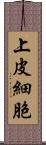 上皮細胞 Scroll