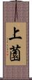 上薗 Scroll