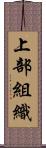 上部組織 Scroll