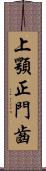 上顎正門齒 Scroll