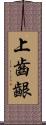 上齒齦 Scroll