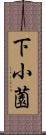 下小薗 Scroll