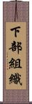 下部組織 Scroll