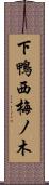 下鴨西梅ノ木 Scroll