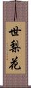 世梨花 Scroll