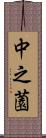中之薗 Scroll