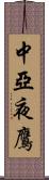 中亞夜鷹 Scroll