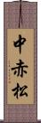 中赤松 Scroll