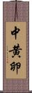 中黄卵 Scroll