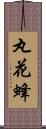 丸花蜂 Scroll