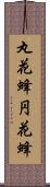丸花蜂 Scroll
