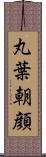 丸葉朝顔 Scroll