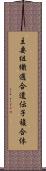 主要組織適合遺伝子複合体 Scroll