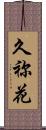 久祢花 Scroll