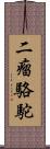 二瘤駱駝 Scroll