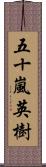 五十嵐英樹 Scroll