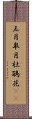 五月;皐月;杜鵑花(sK) Scroll