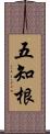 五知根 Scroll