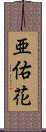 亜佑花 Scroll