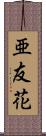 亜友花 Scroll