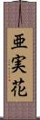 亜実花 Scroll