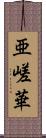 亜嵯華 Scroll