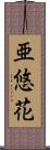 亜悠花 Scroll