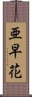 亜早花 Scroll