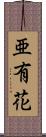 亜有花 Scroll