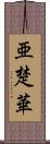 亜楚華 Scroll