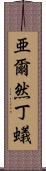 亜爾然丁蟻 Scroll