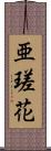 亜瑳花 Scroll