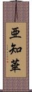 亜知華 Scroll