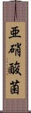 亜硝酸菌 Scroll