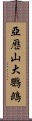 亞歷山大鸚鵡 Scroll