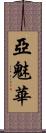 亞魅華 Scroll