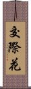 交際花 Scroll