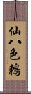 仙八色鶇 Scroll