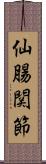 仙腸関節 Scroll