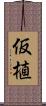 仮植 Scroll