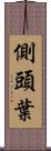 側頭葉 Scroll