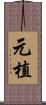 元植 Scroll