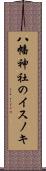 八幡神社のイスノキ Scroll