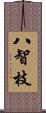 八智枝 Scroll