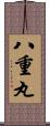 八重丸 Scroll
