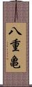 八重亀 Scroll