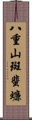 八重山斑蜚蠊 Scroll