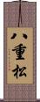 八重松 Scroll