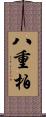 八重柏 Scroll