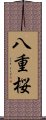 八重桜 Scroll